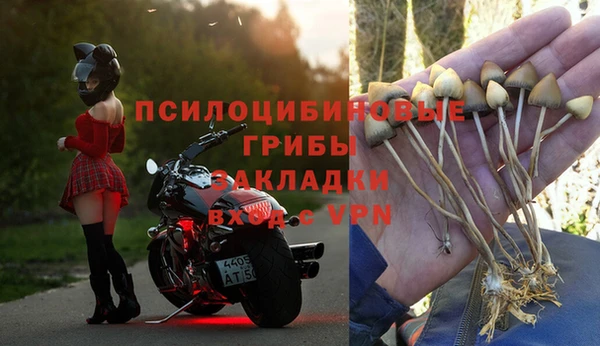 прущие грибы Богородицк